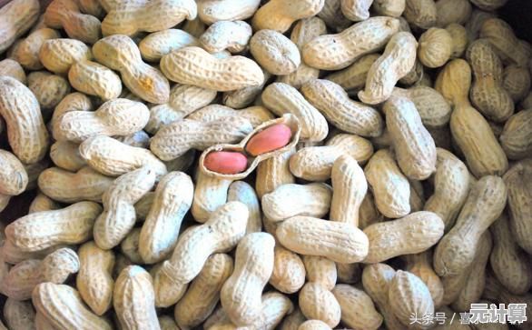 解密落花生：深入种植与加工过程，品味自然营养与健康美味