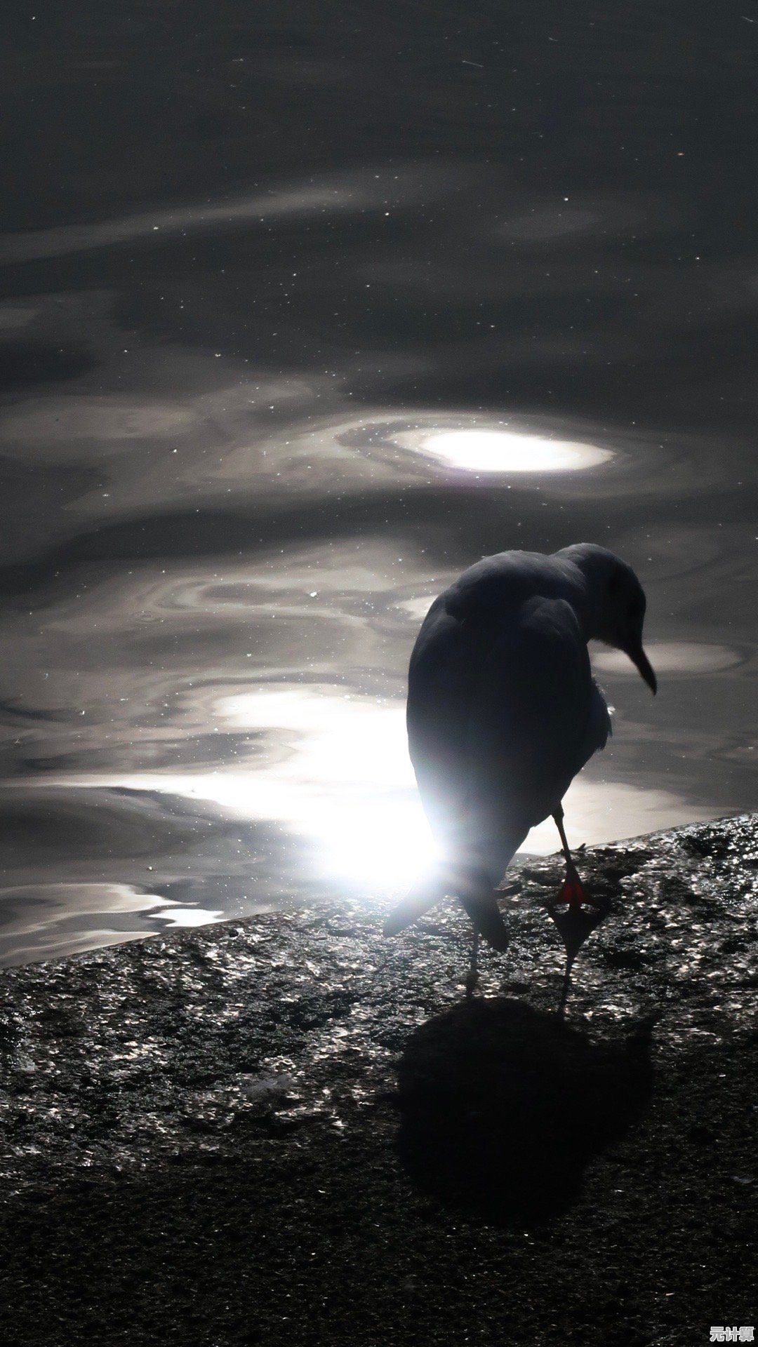 孤独的鸟儿"渴望治愈的你，怎能错过这段暖心邂逅？
