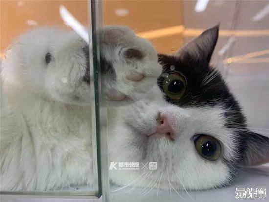 想成为最受欢迎的猫咖店长吗？萌宠养成系》让你体验超治愈的宠物经营乐趣！