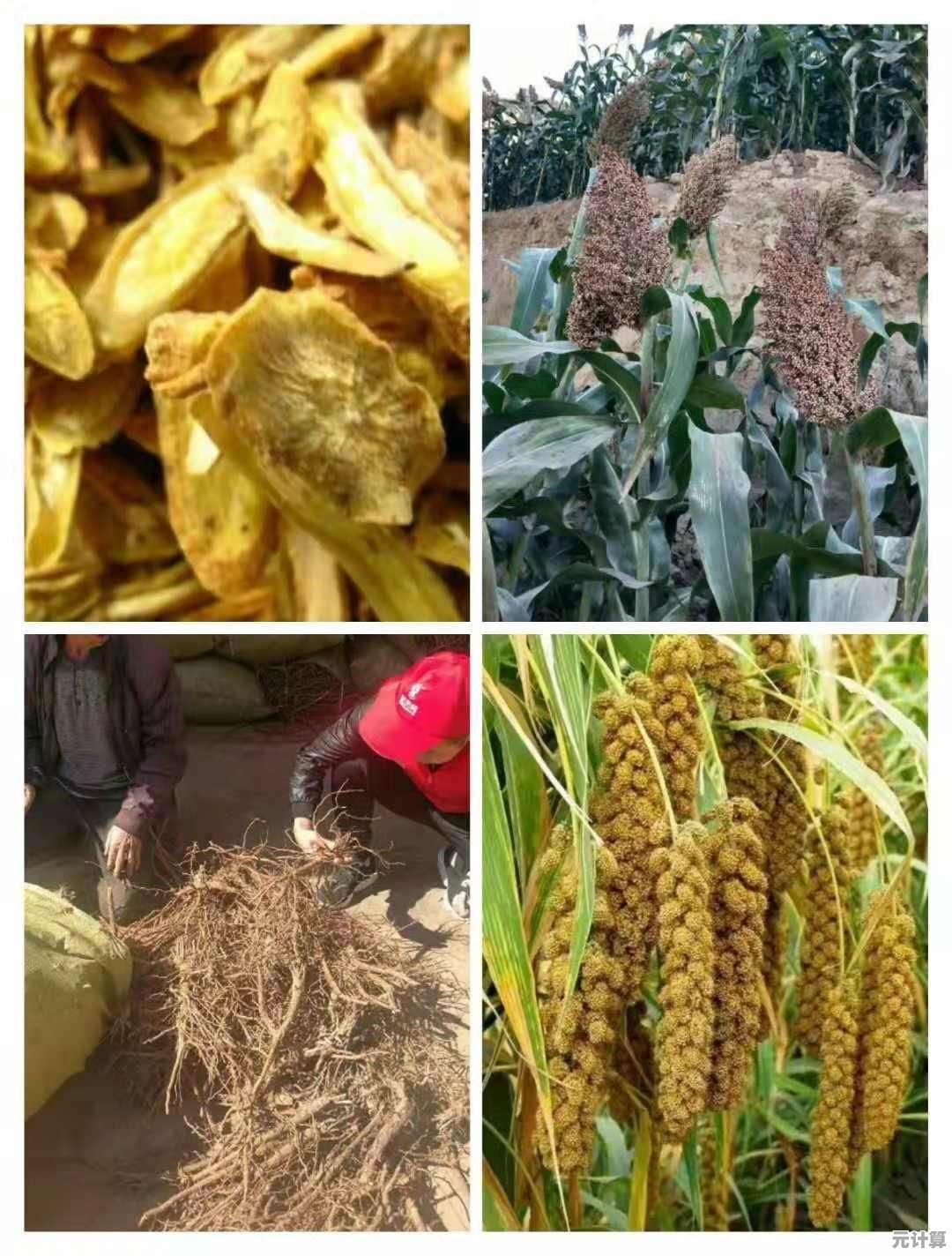 苹果全知道：追溯起源、解读品种特性与营养健康益处