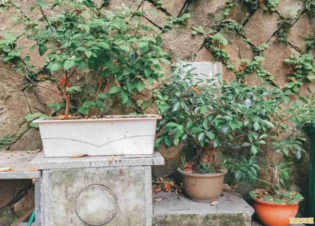 还在找难度适中又充满创意的游戏？暴走植物》让你轻松布局、笑点不断！