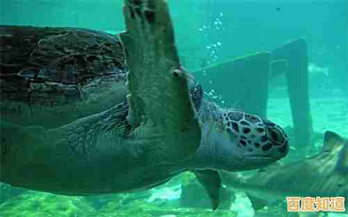 惠普打印机官网驱动下载与安装详细步骤指南