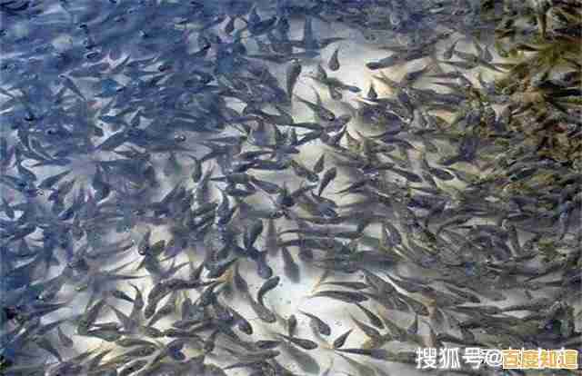 小鱼养殖常见痛点分析与科学应对策略详解 小鱼养殖常见痛点分析与科学应对策略详解